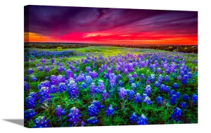 Blue Bonnet Field V | Floral Canvas or Framed Print | Various Sizes