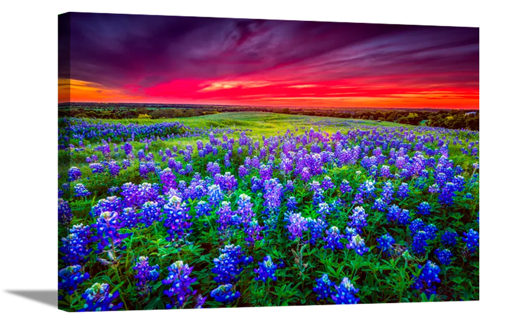 Blue Bonnet Field V | Floral Canvas or Framed Print | Various Sizes