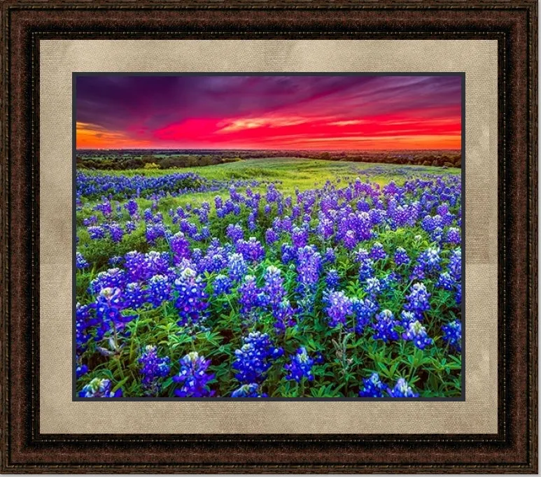 Blue Bonnet Field V | Floral Canvas or Framed Print | Various Sizes